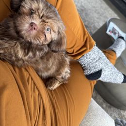 Shih Tzu puppies from Shannon’s Sweet and Sassy Shih Tzu’s