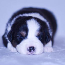 Isla - Black tri-color female Australian Shepherd puppy in Easton, Missouri from MMA Kennel