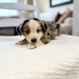 Princess - Blue merle female Miniature Australian Shepherd puppy in Payson, Utah from Spring Creek Aussies + Corgis