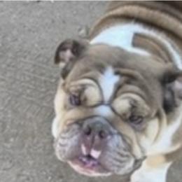 Precious - Bulldog