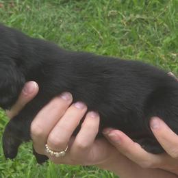 Black boy - Black and tan male Dachshund puppy in Marietta, Ohio from Harlee's Dachshunds