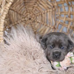 Miss Purple - Black Labrador Retriever puppy in Morrill, Kansas from Grimm Girls Farm