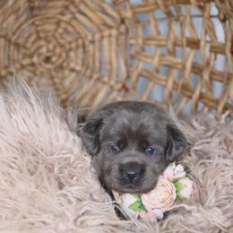 Miss Purple - Black Labrador Retriever puppy in Morrill, Kansas from Grimm Girls Farm