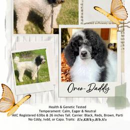 Oreo - Poodle
