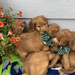 Goldendoodle and Poodle Puppies from South Sound Doodles