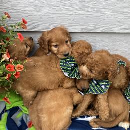 Goldendoodle and Poodle Puppies from South Sound Doodles