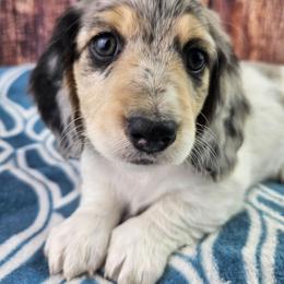 Airk - Dapple male Dachshund puppy in Malad City, Idaho from Mountain Sage Dachshunds