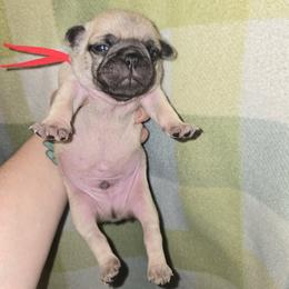 Boy 3 - Fawn male Pug puppy in Auburn, Kentucky from Prentice Family Pugs