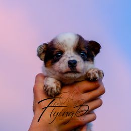 McAlester - Red mottled male Australian Cattle Dog puppy in Fairview, Oklahoma from Flying D Kennels