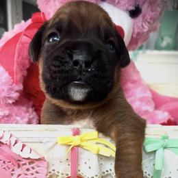 Boxer Puppies from Hope's Beautiful Boxers
