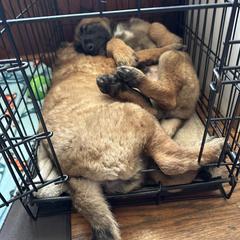 Belgian Laekenois Puppies from Sweetwater Belgian Laekenois