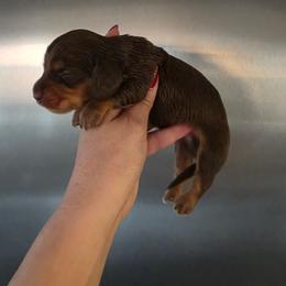 Chocolate Tan Male - Chocolate and tan male Dachshund puppy in Austin, Colorado from Colorado Mini Dachshunds