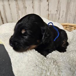 Jet Blue - Phantom male Bernedoodle puppy in Flat Rock, North Carolina from Sukisdoodles
