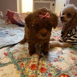 Poodle Puppies from Red toy poodles