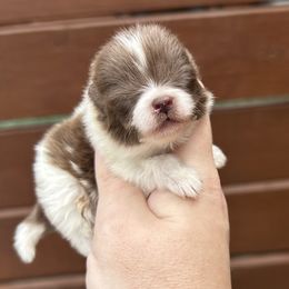 Pikachu - Chocolate parti male Pomeranian puppy in Inola, Oklahoma from My Bella’s Pomeranians