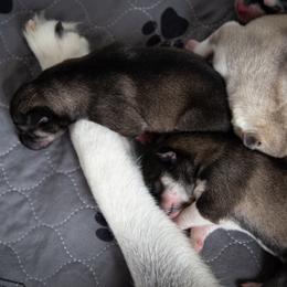 Siberian Husky Puppies from Ivie Huskies