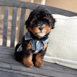 Terence - Tri-color male Bernedoodle puppy in Payson, Utah from The Puppy Nest