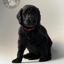 Cassian - Black male Poodle puppy in Spring Hills, Florida from The Olympus Standard Poodle