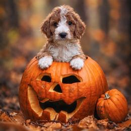 Dan - Red  male Goldendoodle puppy in Roseburg, Oregon from Dbos Furry Friends