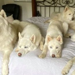 Siberian Huskies from Malibu Kennels