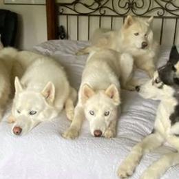 Siberian Huskies from Malibu Kennels