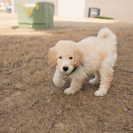 Bernedoodle and Goldendoodle Puppies from Greatly Graced Southern Doodles