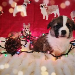 American Corgi and Pembroke Welsh Corgi Puppies from The Adirondack Corgi