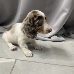 Dachshund Puppies from Dreaming of Dachshunds