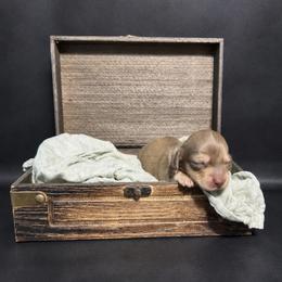 Hattie - Chocolate Based Shaded Cream - Cream female Dachshund puppy in Statesville, North Carolina from Lakeside Dachshunds