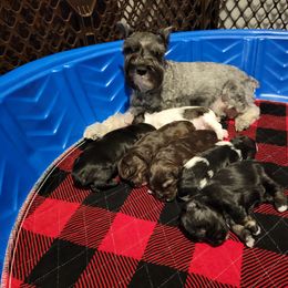 Miniature Schnauzer Puppies from Dees Schnauzers