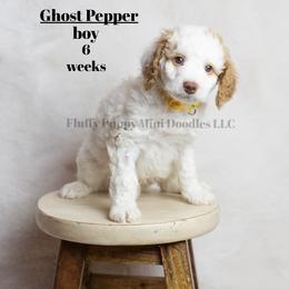 Ghost Pepper (yellow collar) boy - Parti male Goldendoodle puppy in Corona, California from Fluffy Puppy Mini Doodles LLC