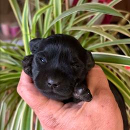 Shadow - Black female Miniature Schnauzer puppy in Ferndale, Washington from Blackhorse Schnauzers Washington state