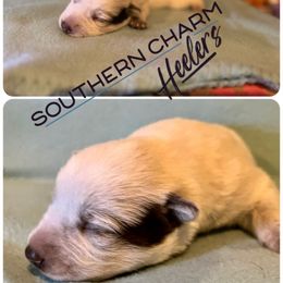 Ash - Red mottled male Australian Cattle Dog puppy in Floyd, Virginia from Southern Charm Heelers