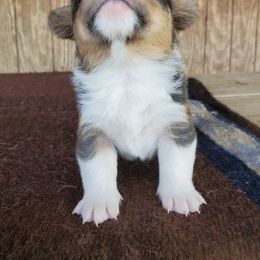 American Corgi and Pembroke Welsh Corgi Puppies from Sunray Ranch