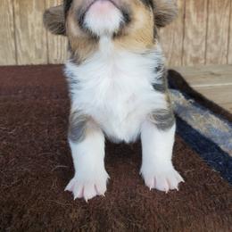 American Corgi and Pembroke Welsh Corgi Puppies from Sunray Ranch