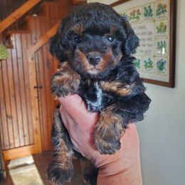 King - Toy Black Phantom - Phantom male Poodle puppy in Falcon, Missouri from Cedar House Heritage Poodles | AKC Toy & Miniature Poodle Puppies Raised in Home