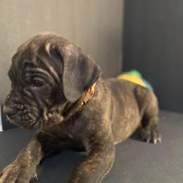 Light brown collar - Black brindle male Cane Corso puppy in Atlanta, Georgia from Brandy Horne