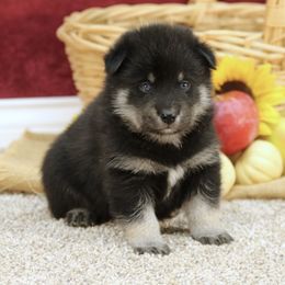 Wilbur - Black and white Pomsky puppy in Freedom, Indiana from Pine Haven Puppies