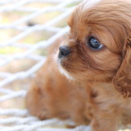 Cavalier King Charles Spaniel and Cavapoo Puppies from Golden Hour Cavapoos