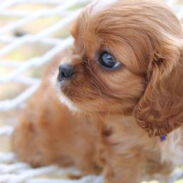 Cavalier King Charles Spaniel and Cavapoo Puppies from Golden Hour Cavapoos