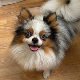 Scarpelli - Blue merle male Pomeranian puppy in Buck Valley, Pennsylvania from Buck Valley Pomeranians