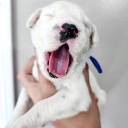 Dark Blue - White and black male Dalmatian puppy in Gray, Georgia from Fuller Spots