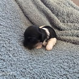 Ella - Black and white female Havanese puppy in Melba, Idaho from Lawson Havanese