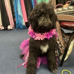 Princess - Black female Goldendoodle puppy in Water Valley, Mississippi from Olympian Doodles