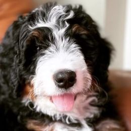 Bernedoodles and Sheepadoodles from Redcay's Mini Bernedoodles