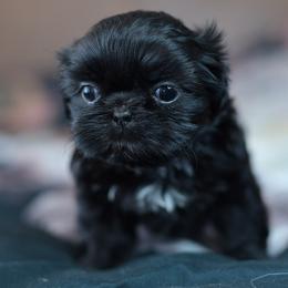 Shih Tzu and Shorkie Puppies from Nana's Happy Pups
