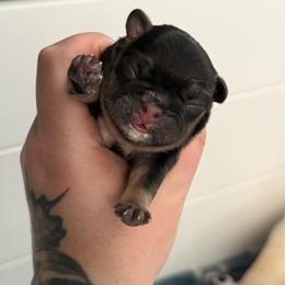 Daisy - Black and tan female French Bulldog puppy in Violet Hill, Arkansas from Obduro Bullies and Frenchies