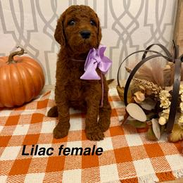 Lilac female - Red  female Goldendoodle puppy in Haughton, Louisiana from Bailey’s Cajun Canines