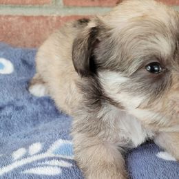 Collies and Miniature Schnauzers from Kennedy Miniature Schnauzers