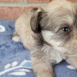 Collies and Miniature Schnauzers from Kennedy Miniature Schnauzers